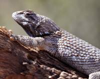 Sceloporus clarkii image