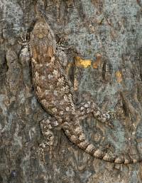 Sceloporus clarkii image