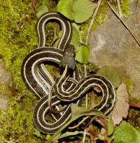 Thamnophis cyrtopsis image