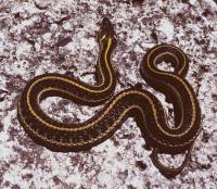 Thamnophis eques image