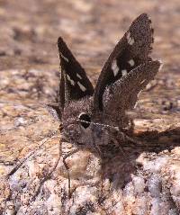 Hyla arenicolor image