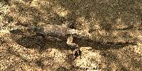 Ctenosaura macrolopha image