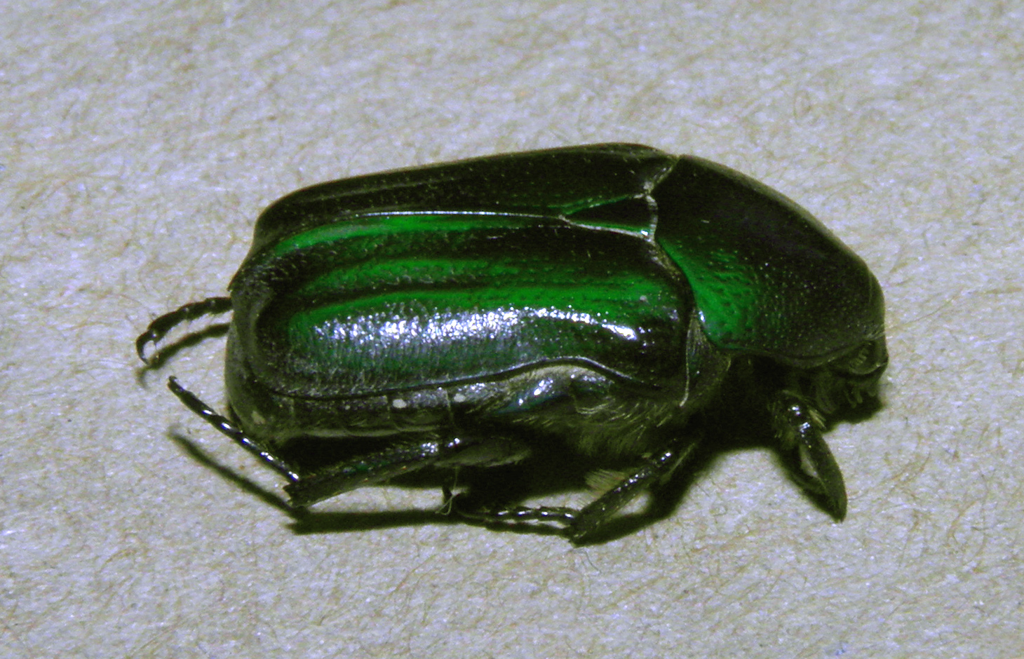 Spinus psaltria image