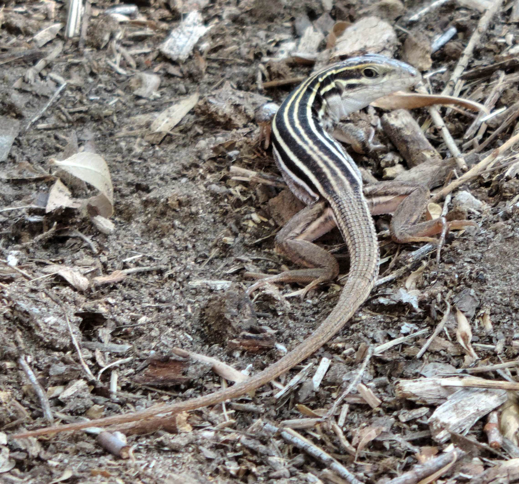 Aspidoscelis sonorae image