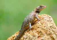 Sceloporus clarkii image