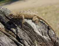 Sceloporus clarkii image