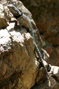 Sceloporus jarrovii image