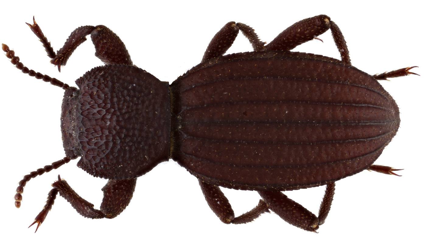 Tenebrionidae image