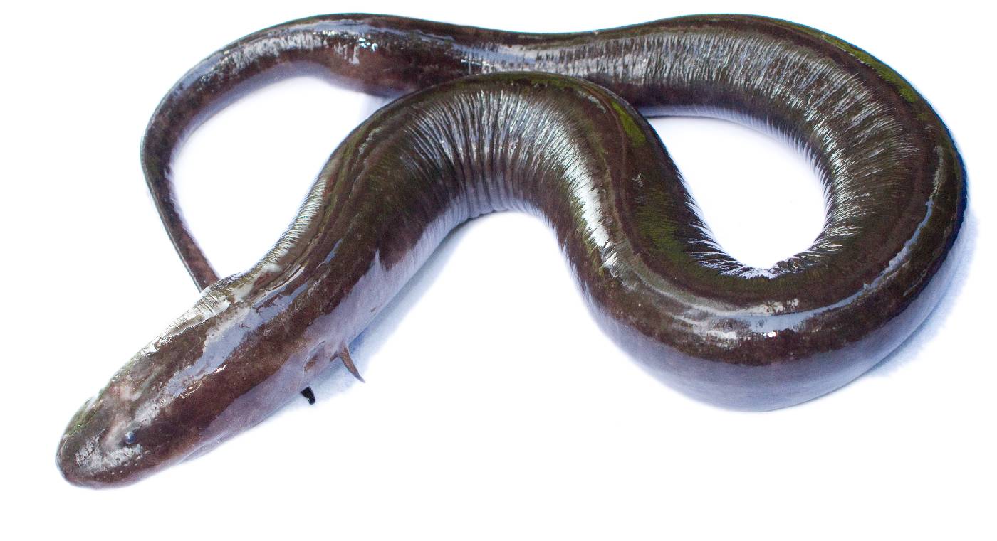 Amphiumidae image