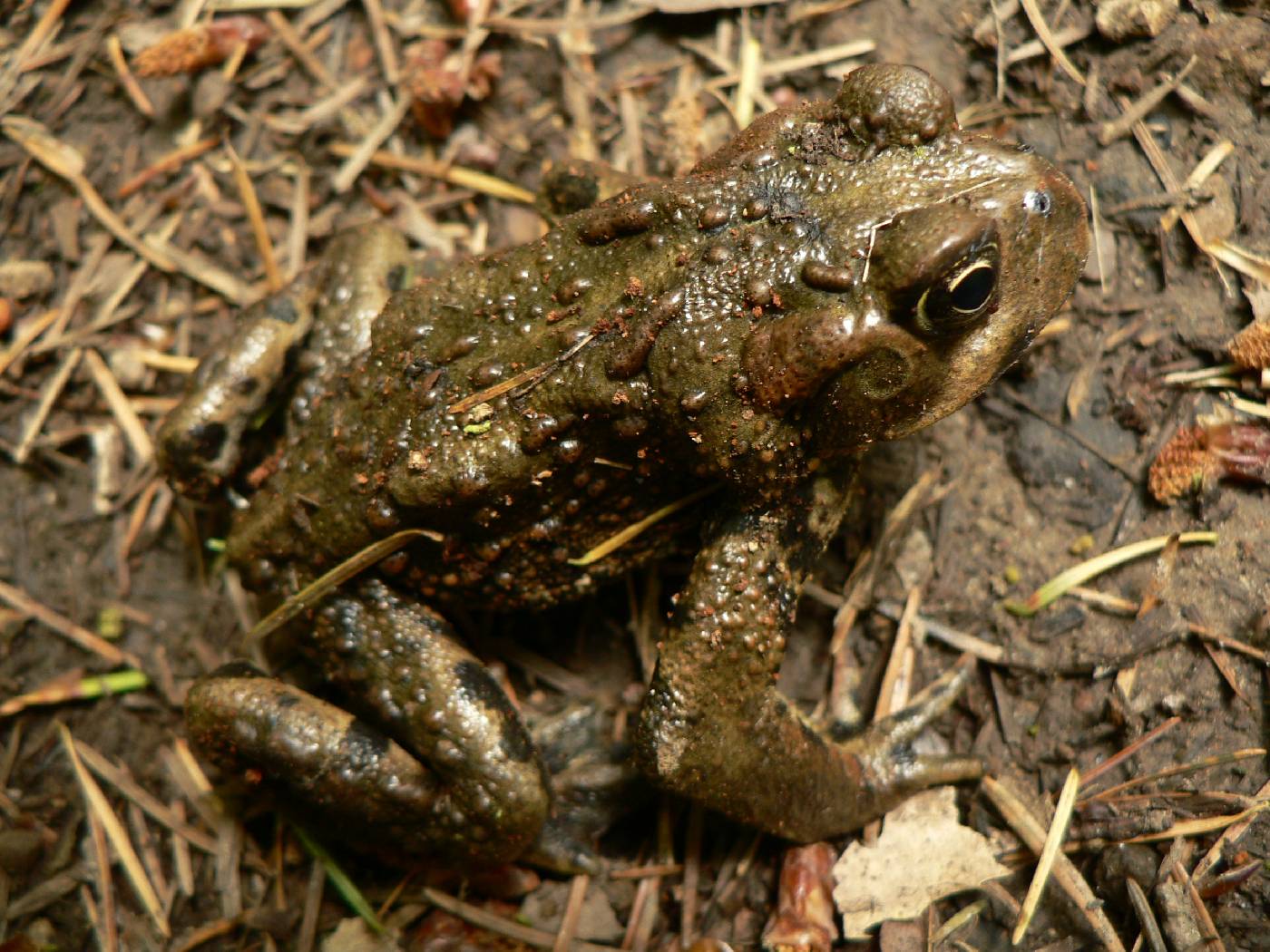 Anaxyrus boreas image