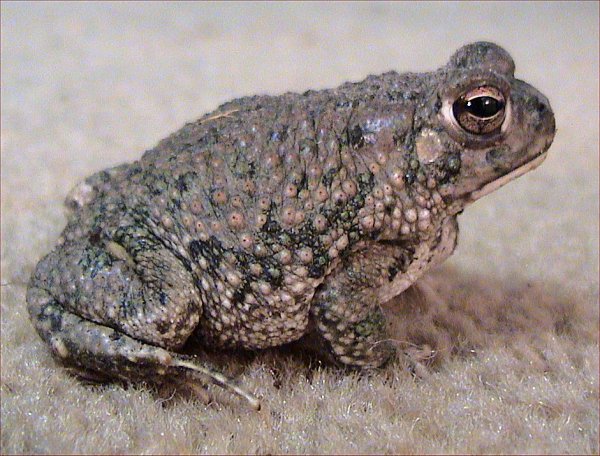 Bufonidae image