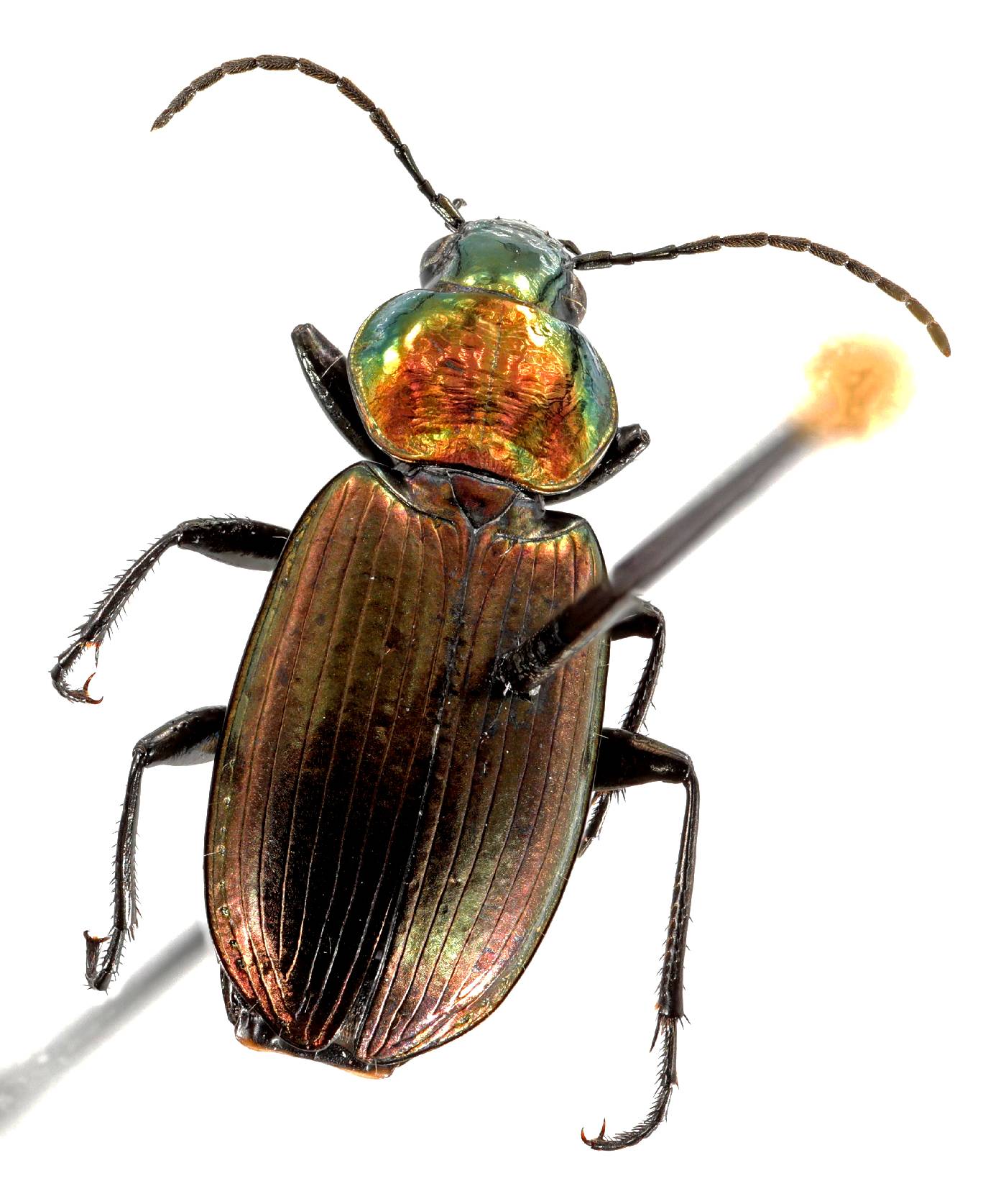 Coleoptera image