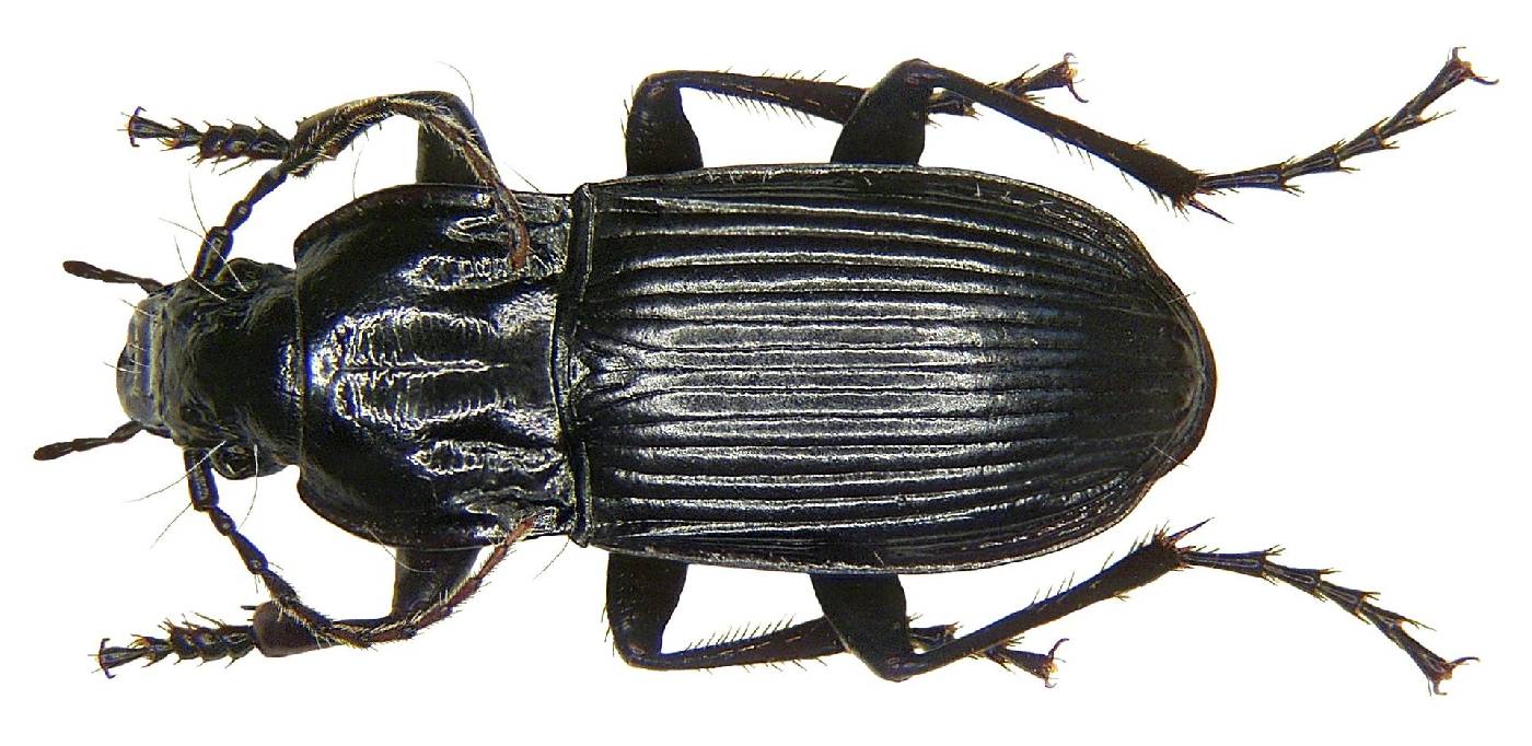 Abax parallelepipedus image