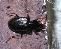 Image of Agonum punctiforme