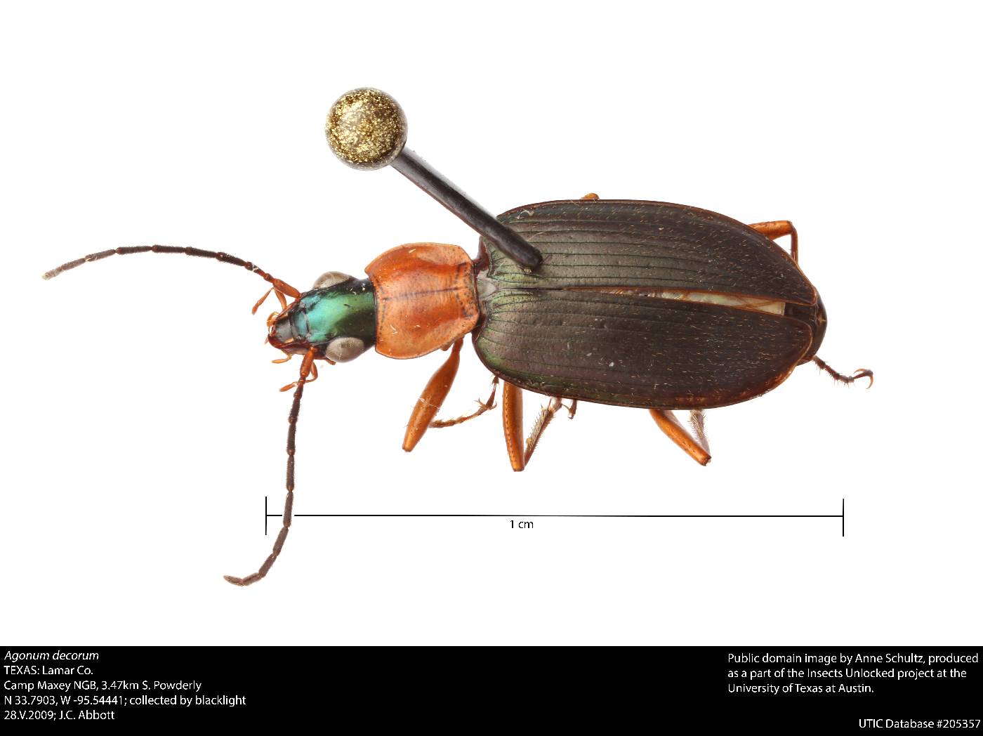 Agonum decorum image