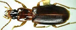 Amerinus linearis image