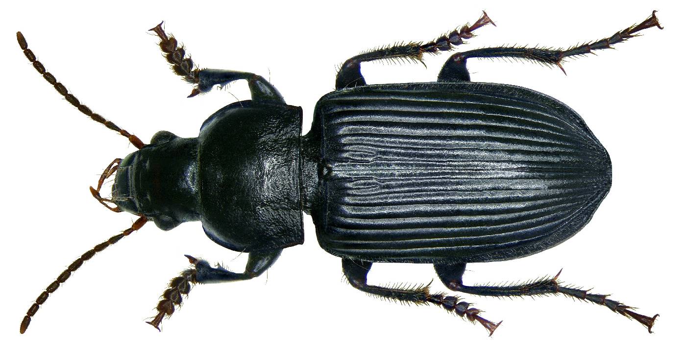 Anisodactylus binotatus image