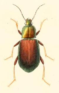 Image of Stenocrepis tibialis