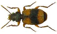 Image of Somotrichus unifasciatus
