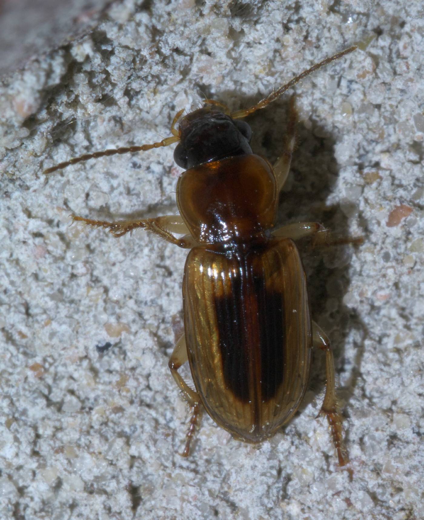 Stenolophus lecontei image
