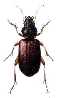 Image of Trechus rubens