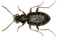 Image of Asaphidion flavipes