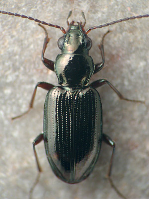 Bembidion aratum image