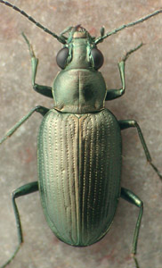 Bembidion image