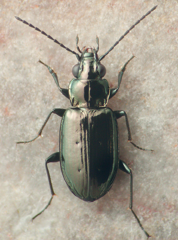 Bembidion breve image