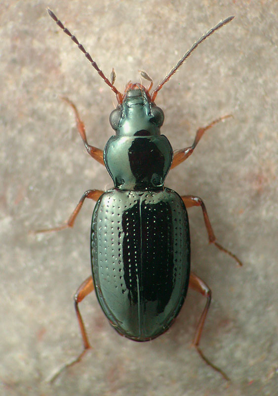 Bembidion (Hydriomicrus) image