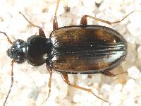 Image of Bembidion bruxellense