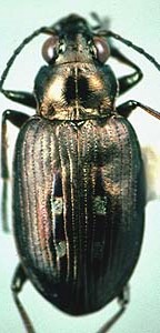 Bembidion carinula image