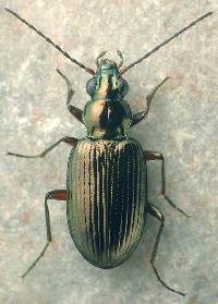 Image of Bembidion chalceum