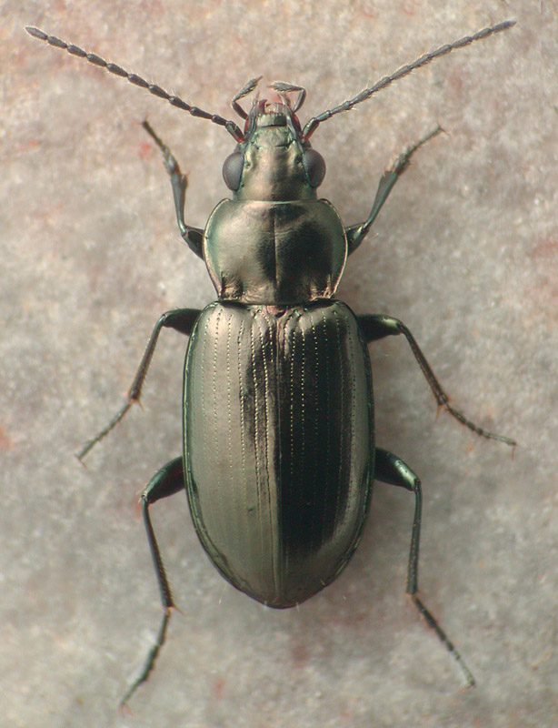 Bembidion (Notaphus) image