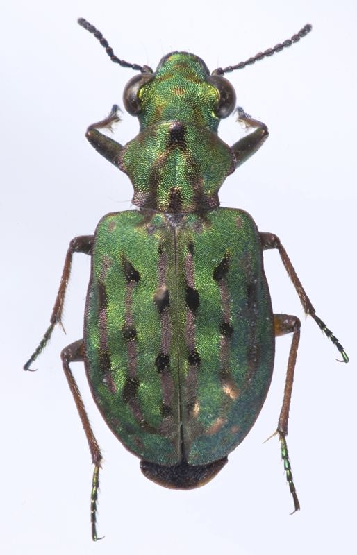 Elaphrus (Elaphrus) image