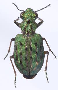Image of Elaphrus viridis