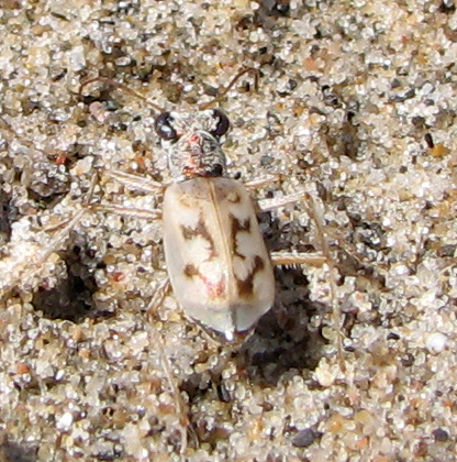 Ellipsoptera lepida image