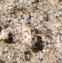Image of Ellipsoptera lepida