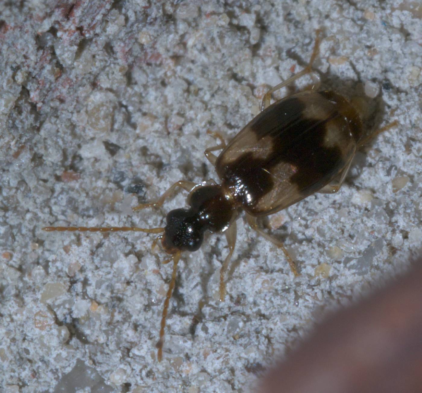 Lebia lobulata image