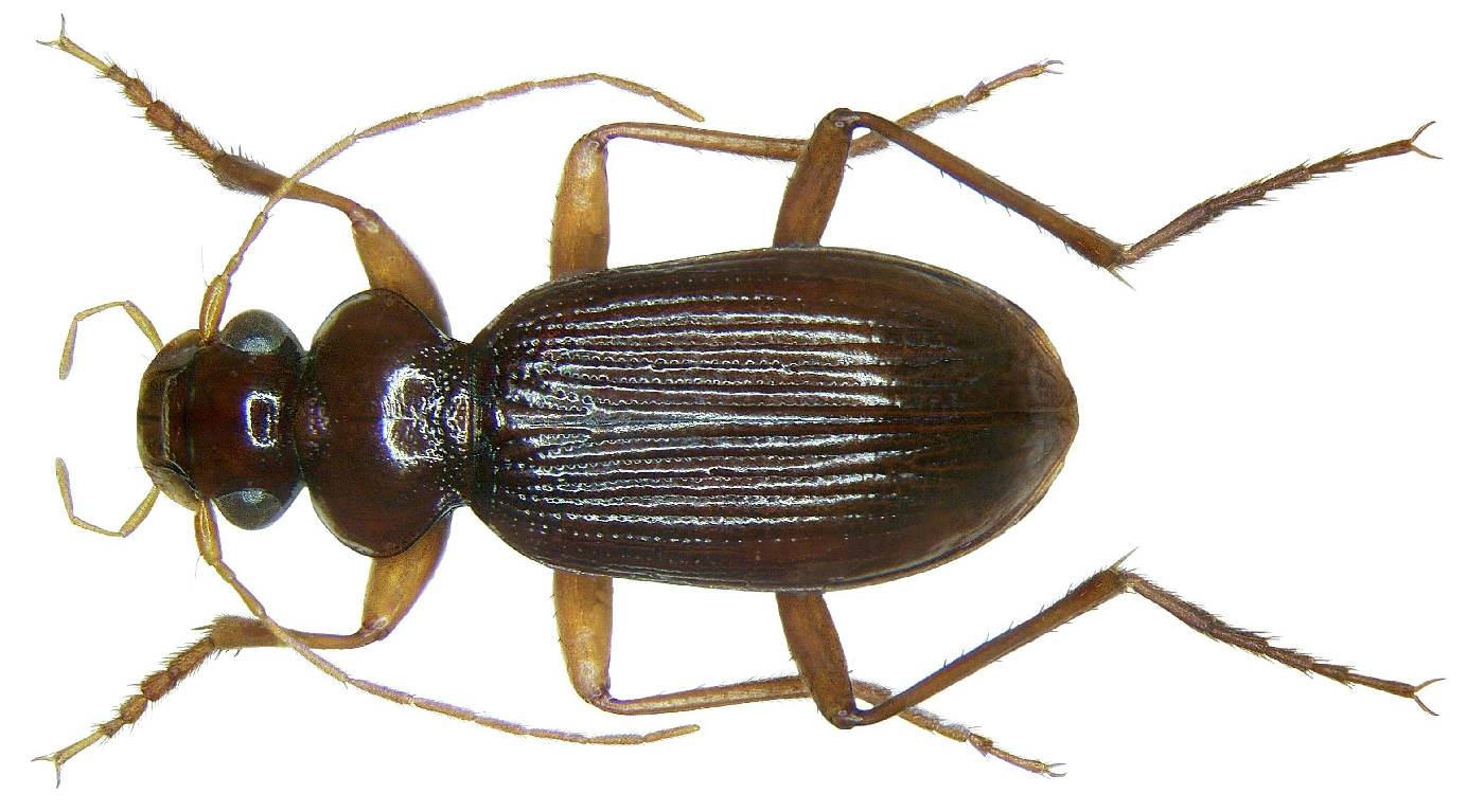 Leistus ferrugineus image