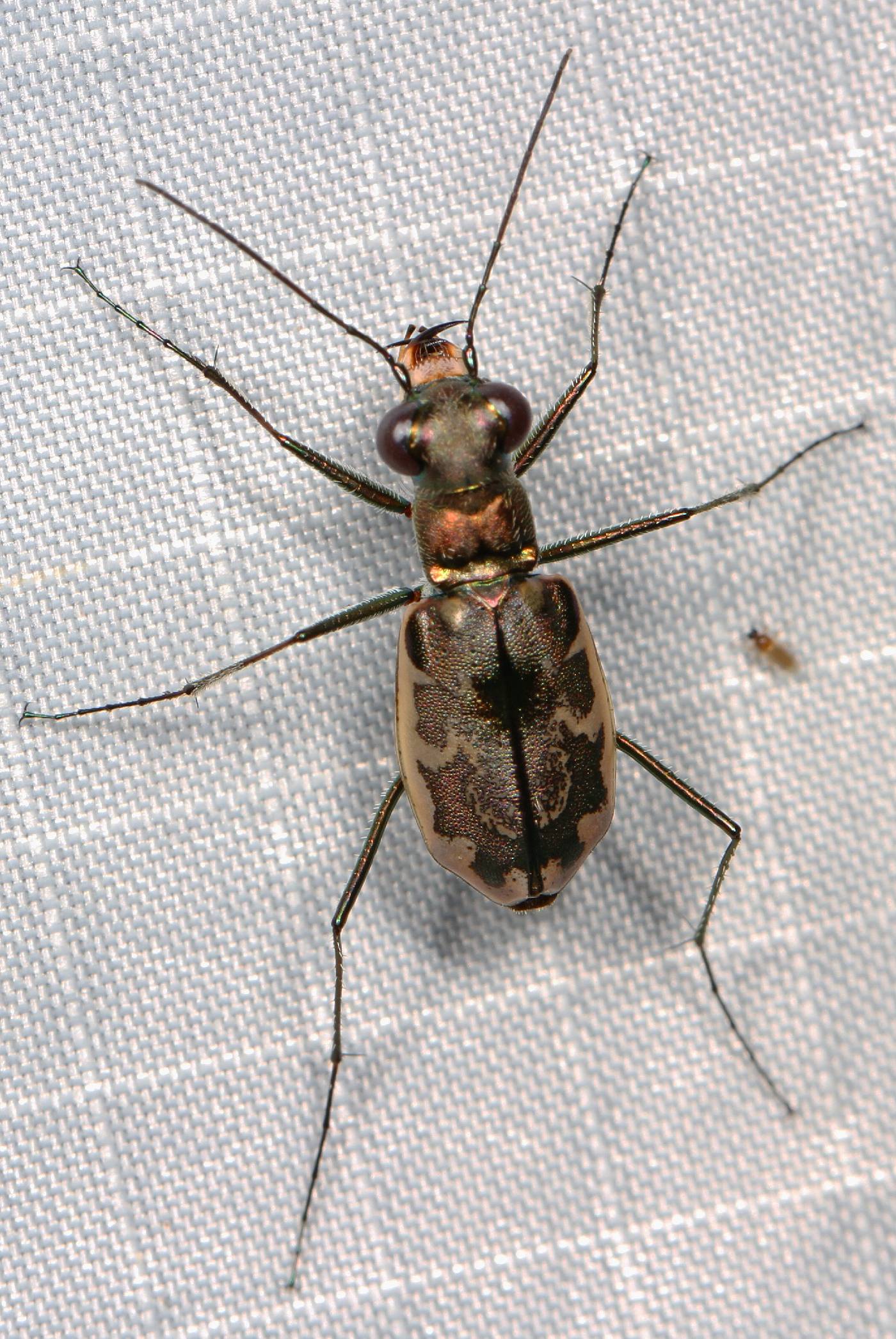 Ellipsoptera marginata image