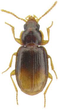 Image of Mioptachys flavicauda