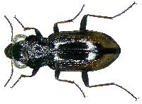 Image of Notiophilus biguttatus