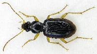 Image of Paranchus albipes