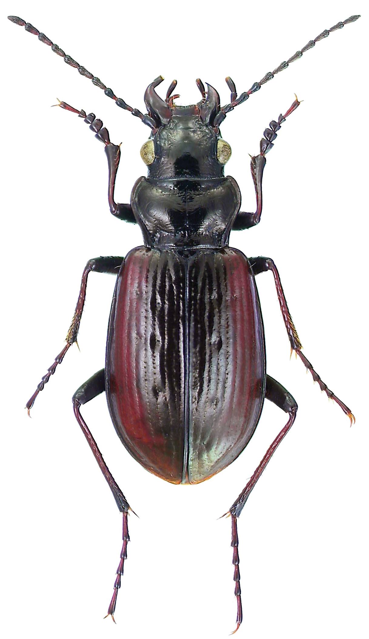 Pelophila image