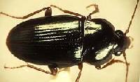 Image of Pogonus texanus