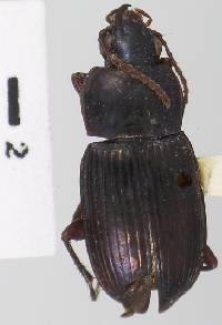Image of Pseudabarys mexicanus