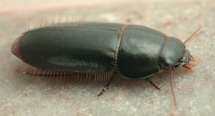 Pseudomorpha (Pseudomorpha) image