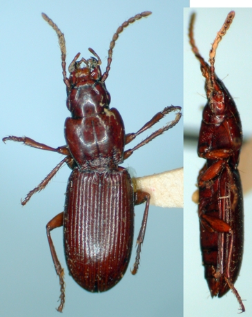 Pterostichus deino image