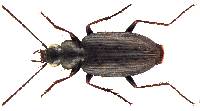Image of Sericoda quadripunctata